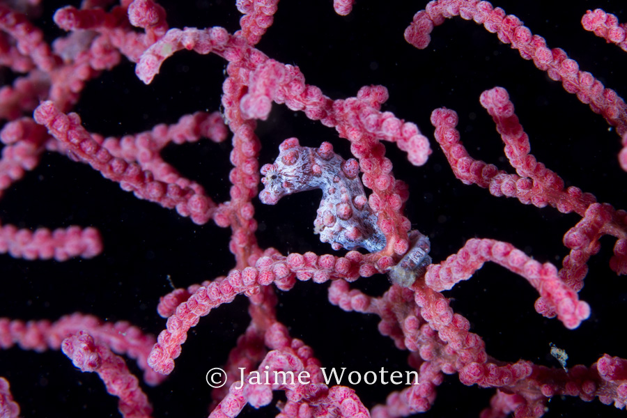 Pygmy seahorse