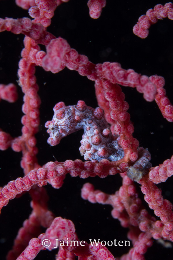 Pygmy seahorse