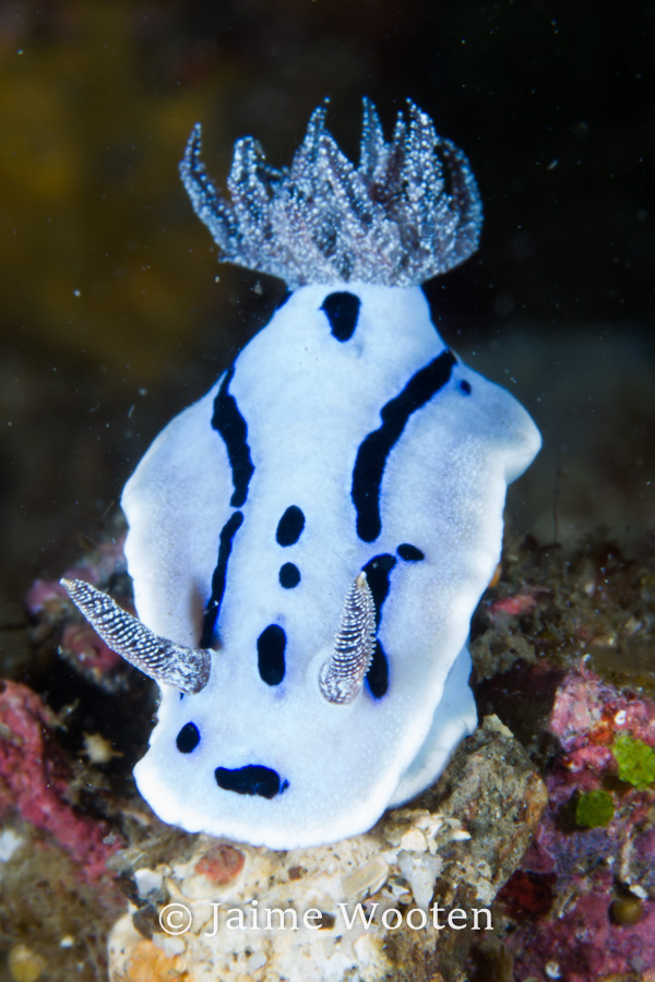 Nudibranch