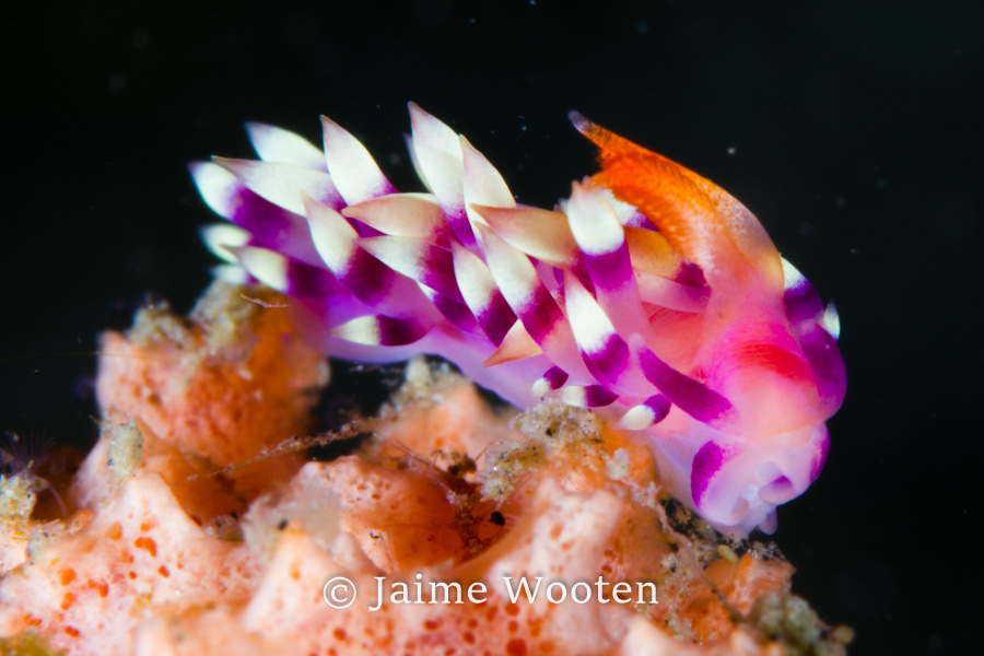 Nudibranch