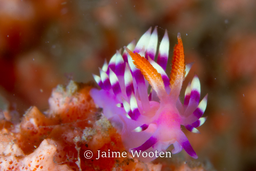 Nudibranch