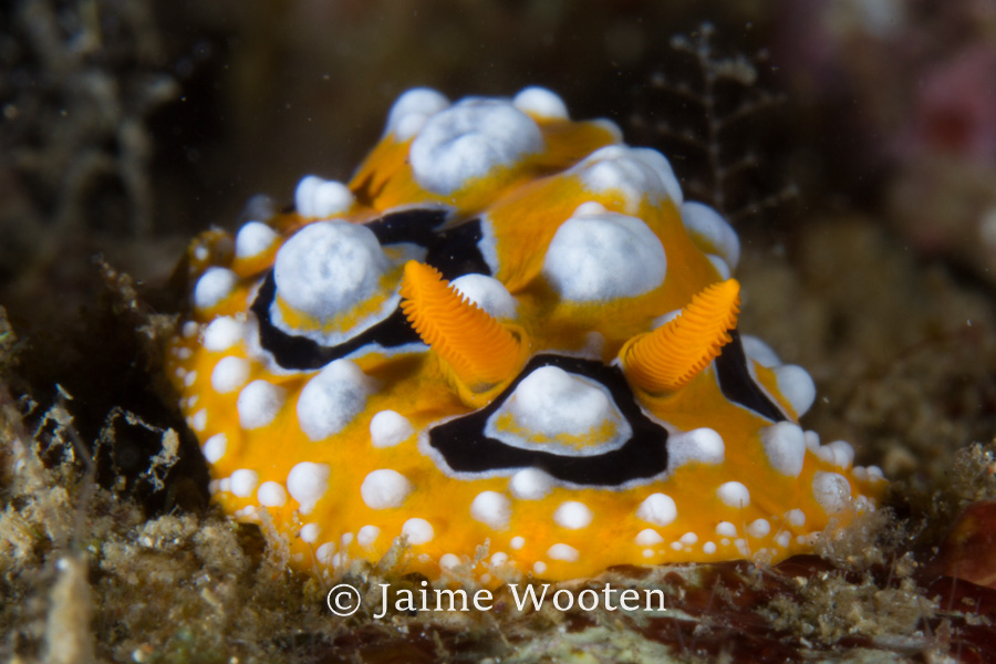 Nudibranch