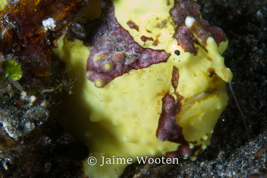 Frog fish