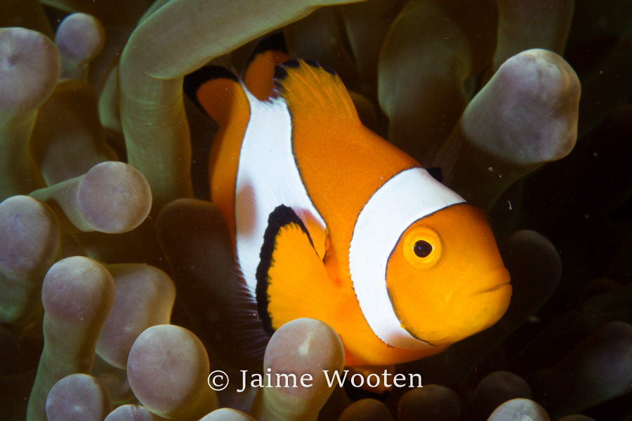 False clown anemone