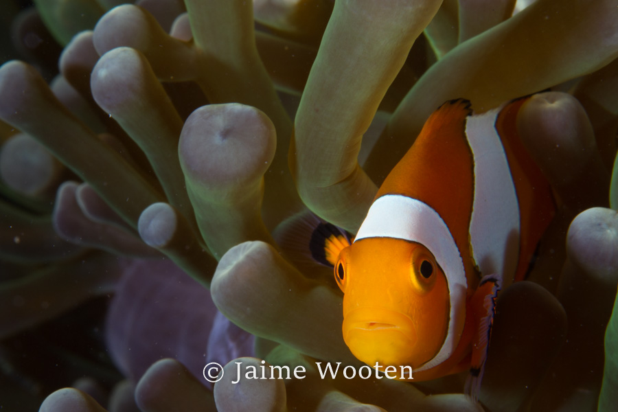 False clown anemone