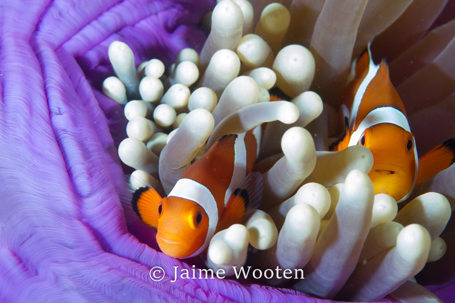 False clown anemone
