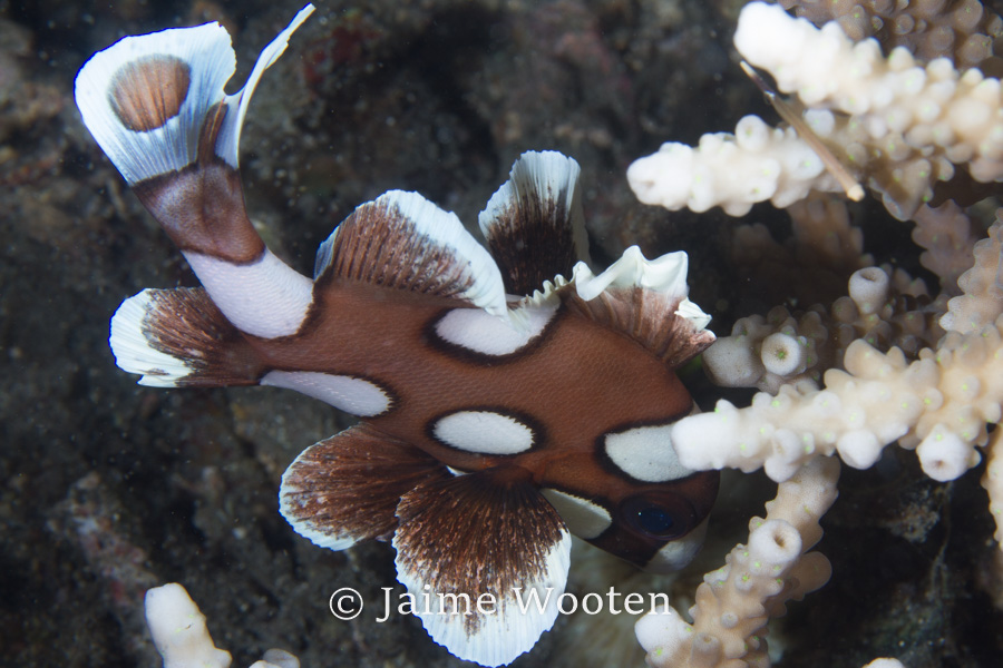 Juvenile Sweetlips