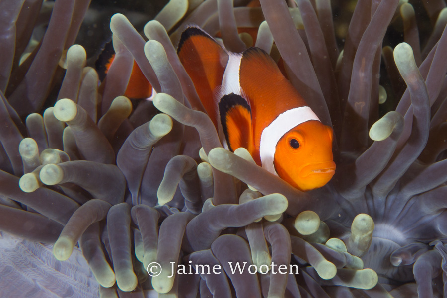 False clown anemone