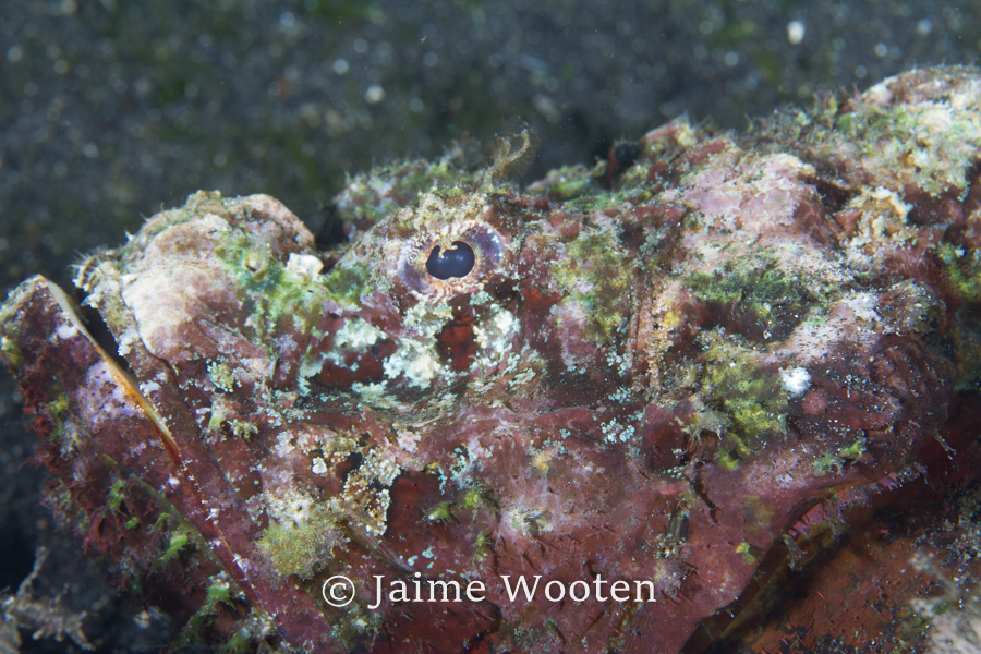 Scorpion Fish