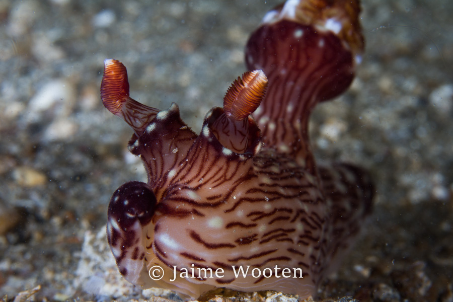 Nudibranch