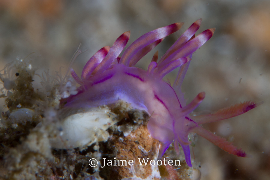 Nudibranch