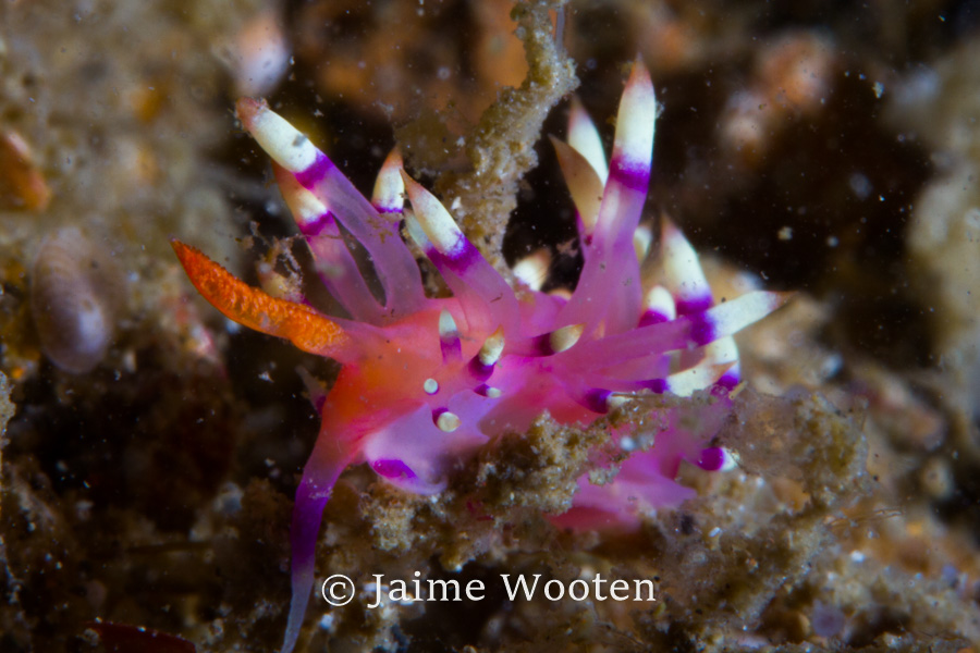 Nudibranch