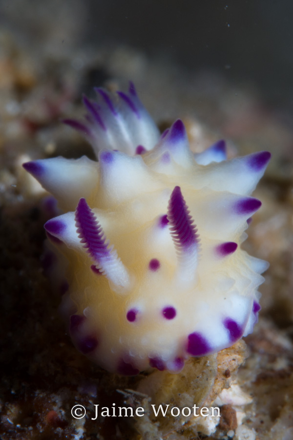 Nudibranch