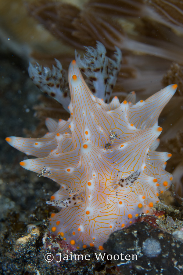 Nudibranch