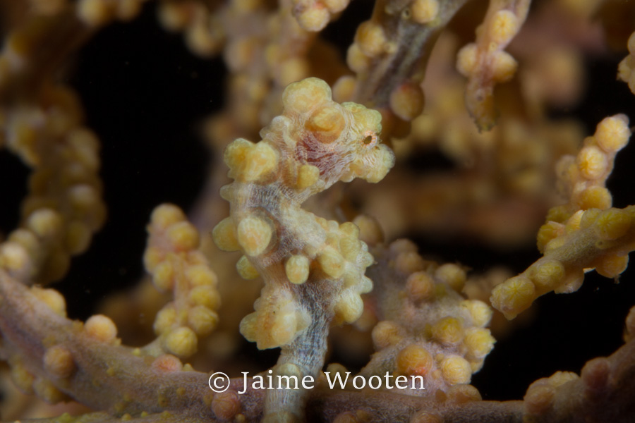 Yellow pygmy seahorse