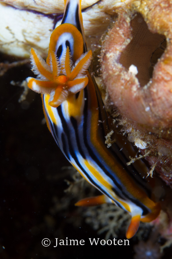 Nudibranch