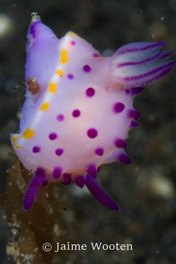 Nudibranch