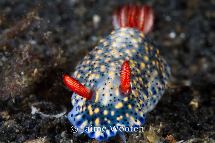 Nudibranch