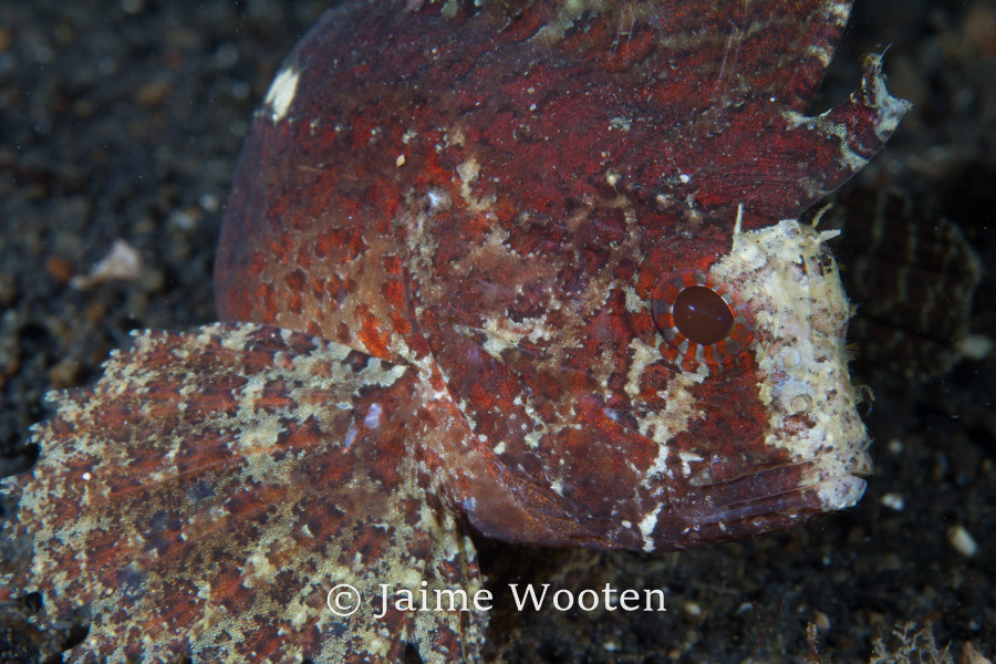 Scorpion Fish