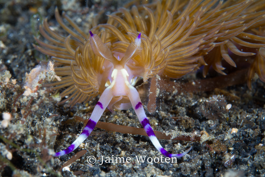 Nudibranch