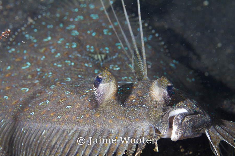 Flounder