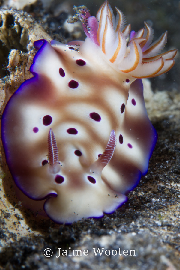 Nudibranch