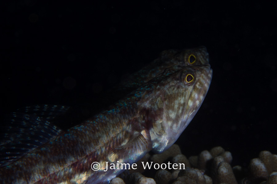 Two Lizard Fish