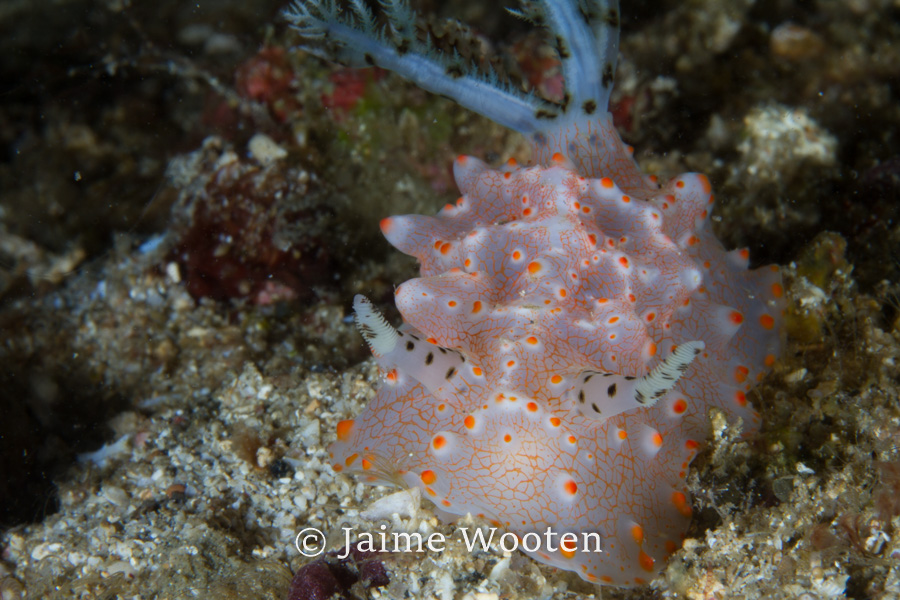 Nudibranch