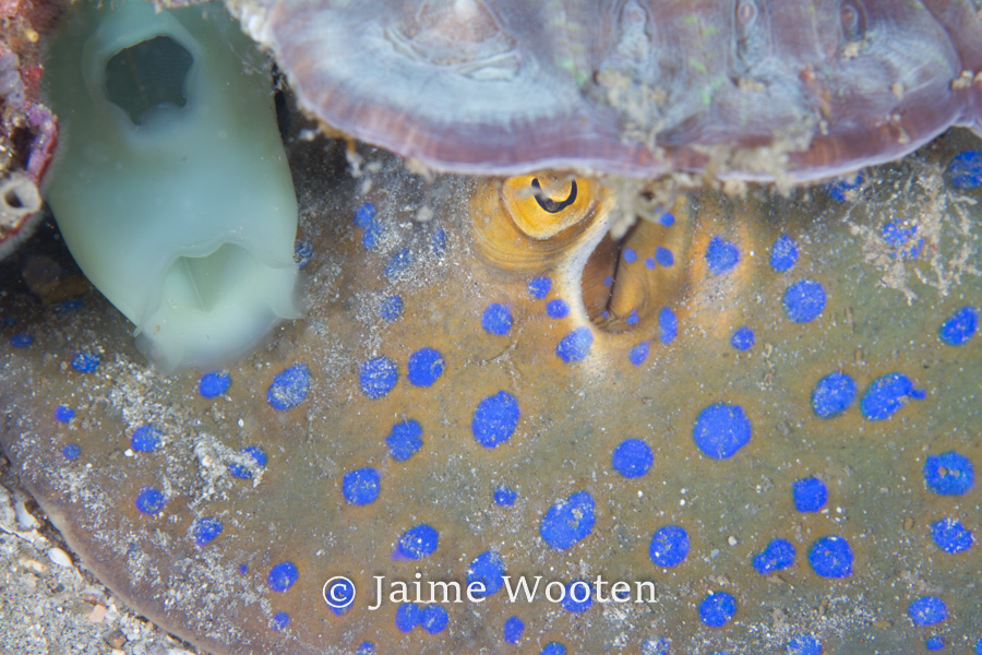 Blue Spotted Ray