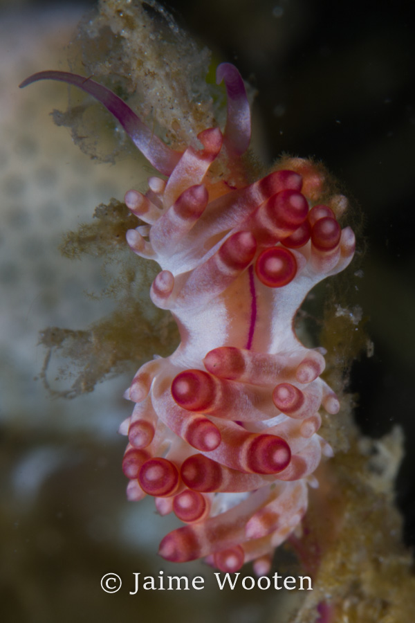 Nudibranch