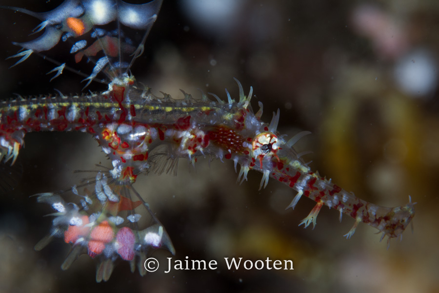 Ghost Pipefish