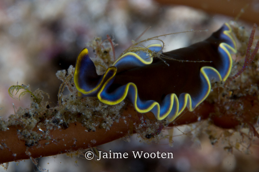 Flatworm