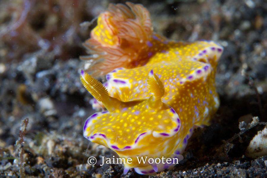 Nudibranch