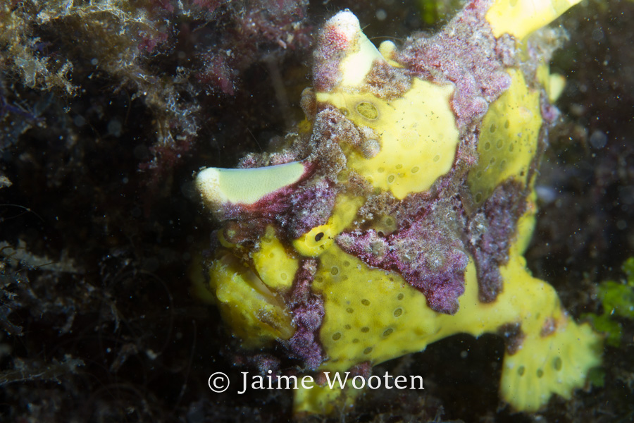 Frog fish