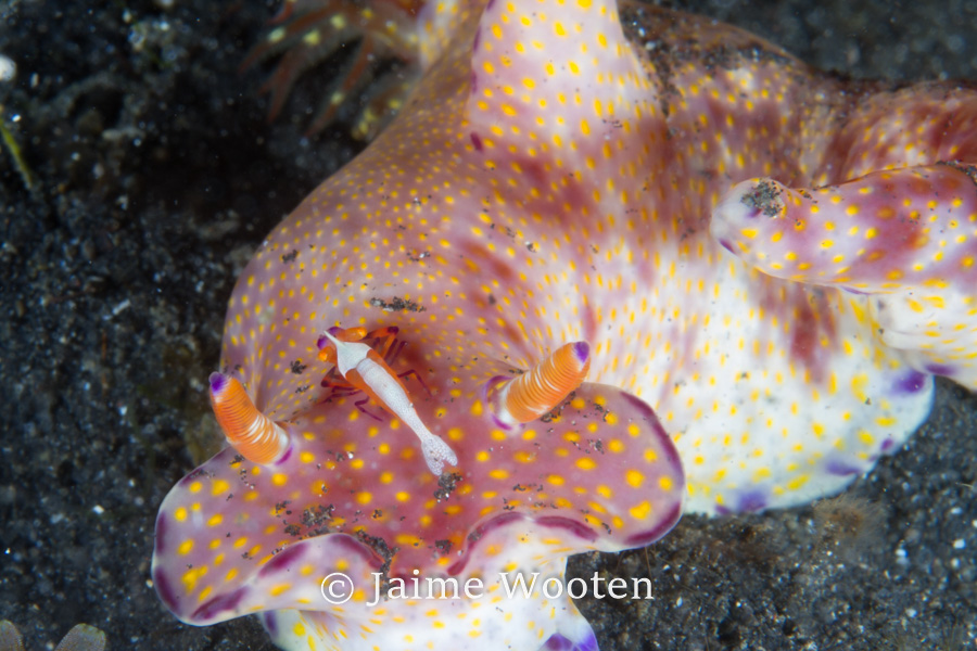 Nudibranch