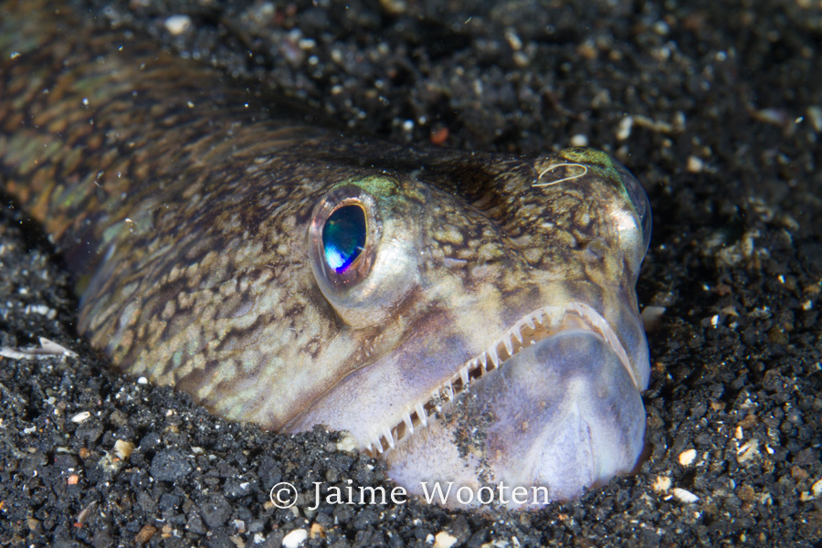 Lizard Fish