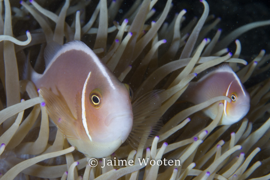 Pink Anemone