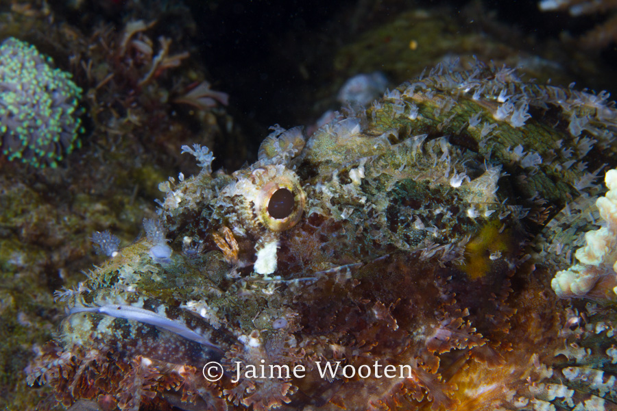 Scorpion Fish