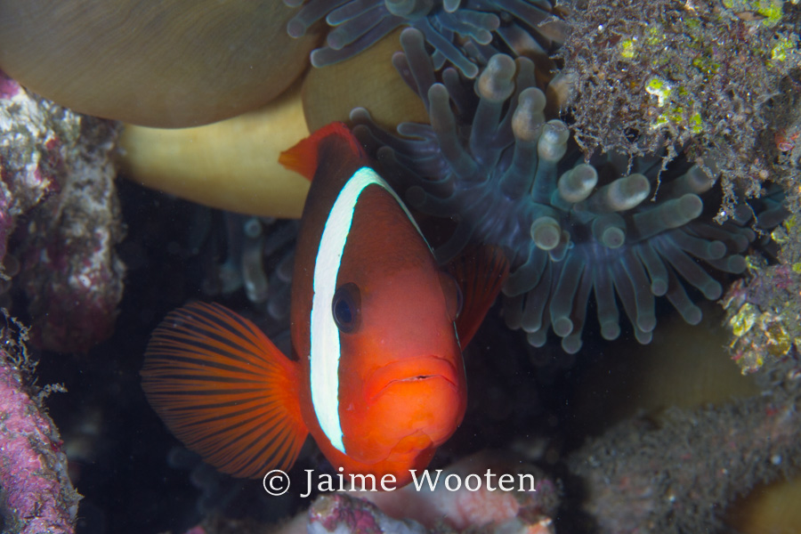 Tomato Anemone