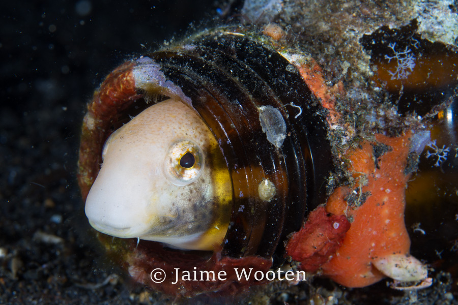 Goby in a Bottle