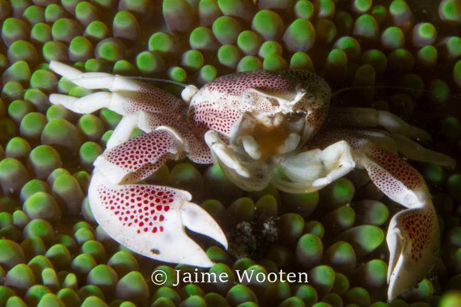 Porcelain Crab in Anemone