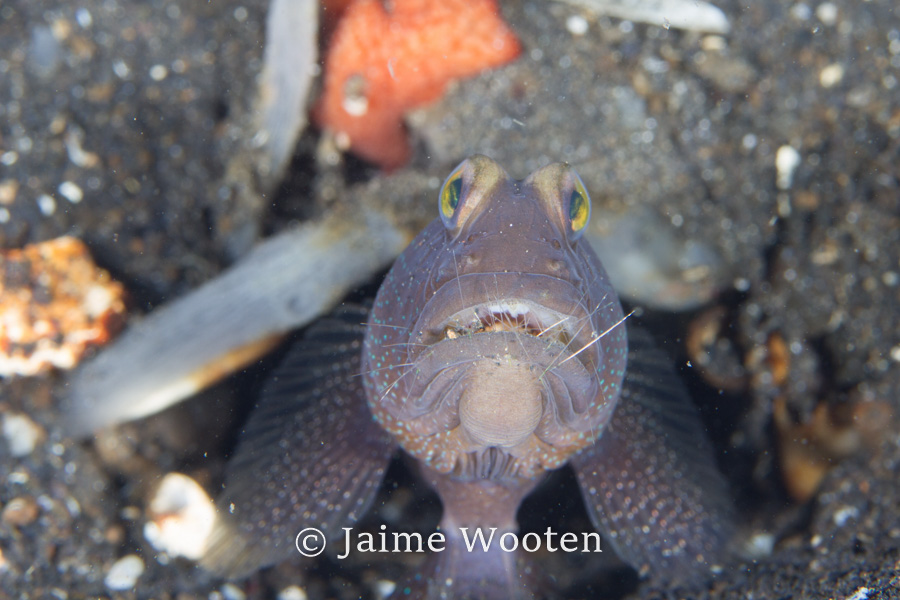 Jaw fish