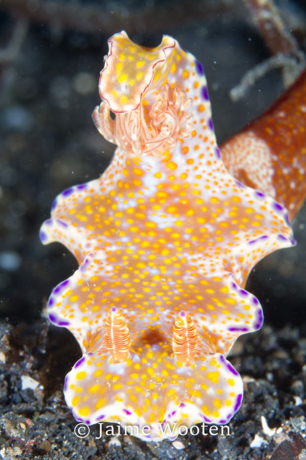 Nudibranch