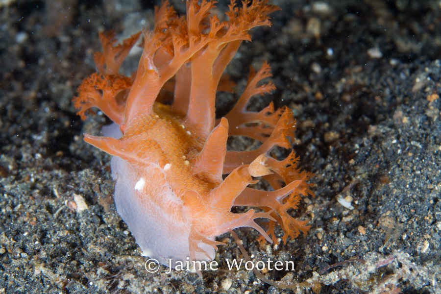 Nudibranch