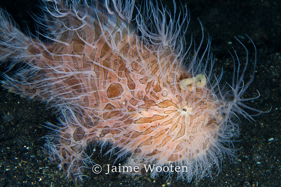 Hairy Frog fish