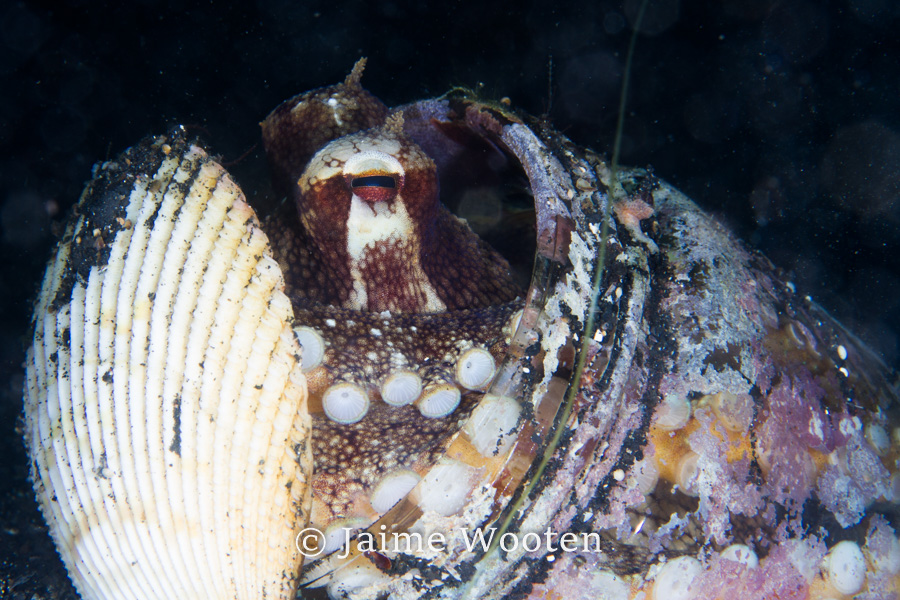 Coconut octopus