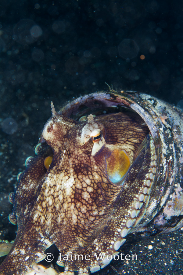 Coconut octopus