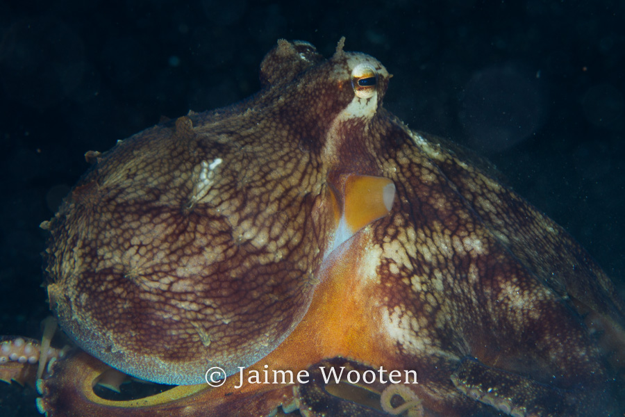 Coconut octopus